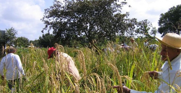 Arroceros denuncian pérdida del 80% de sus cosechas: 