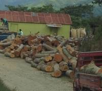 Denuncian indiscriminada tala de árboles en bosque de Constanza 