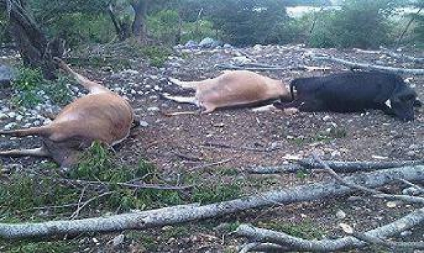 Cable de alta tensión cae al suelo y mata 8 vacas lecheras
