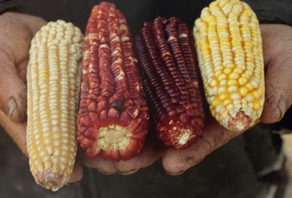 Maíz criollo de México. 