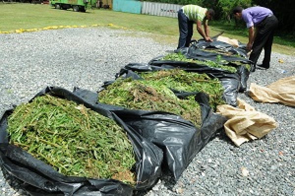 Queman mil 317 matas de marihuana incautadas en San José de Ocoa