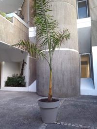 Datos Útiles: La Palmita , obra de David Pérez-Karmadavis. Fotografía recuperada de reporteextra.com.